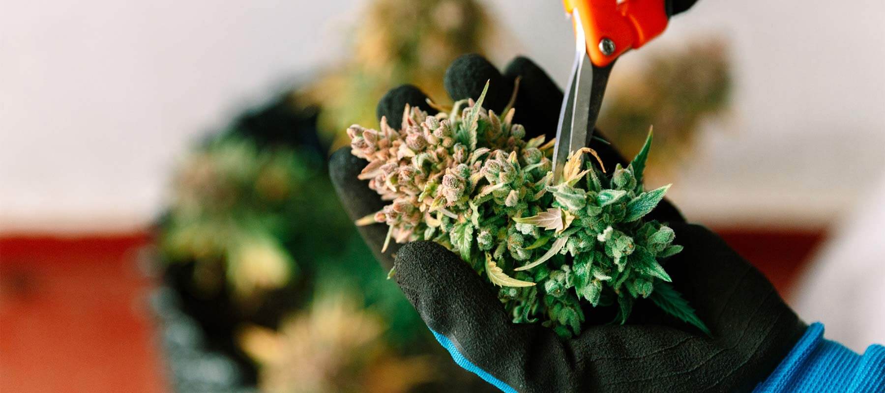 Growing Careers in Florida’s Medical Cannabis Industry